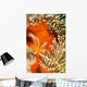 This Common Anemonefish Wall Decal Design 2