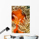 This Common Anemonefish Wall Decal Design 2