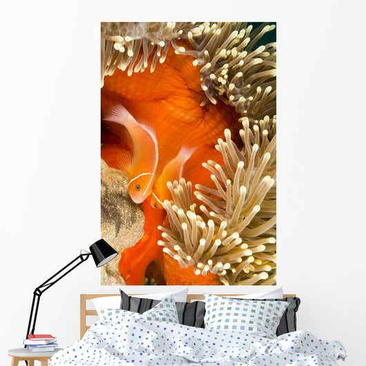 This Common Anemonefish Wall Decal Design 2