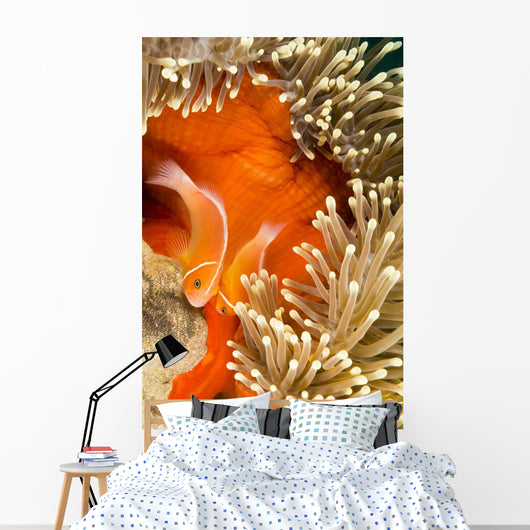 This Common Anemonefish Wall Decal Design 2