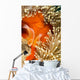 This Common Anemonefish Wall Decal Design 2
