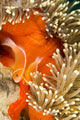 This Common Anemonefish Wall Decal Design 2