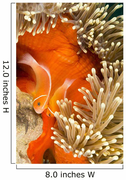 This Common Anemonefish Wall Decal Design 2