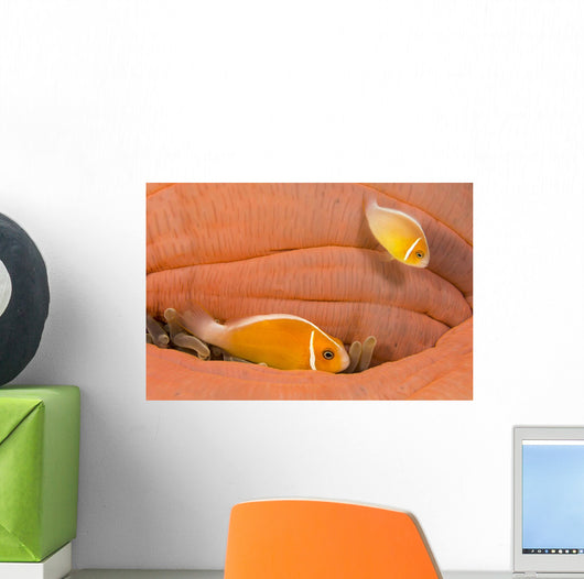 This Common Anemonefish Wall Decal Design 1
