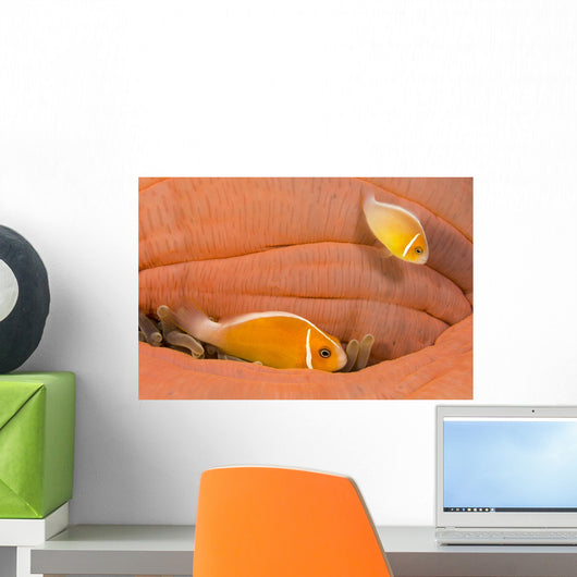 This Common Anemonefish Wall Decal Design 1