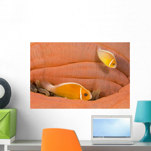 This Common Anemonefish Wall Decal Design 1