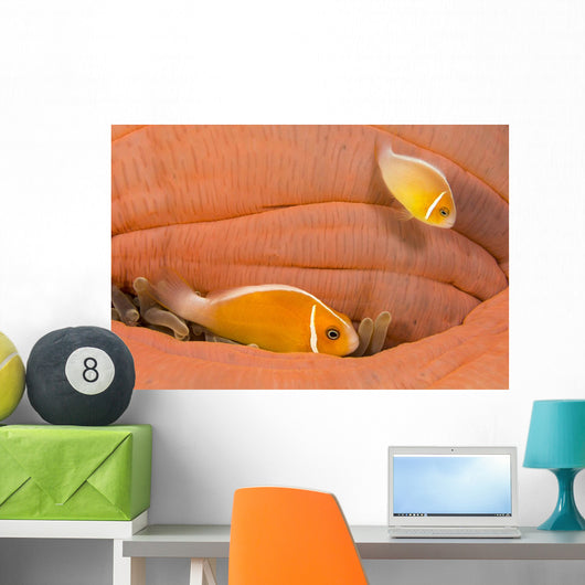 This Common Anemonefish Wall Decal Design 1
