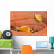 This Common Anemonefish Wall Decal Design 1