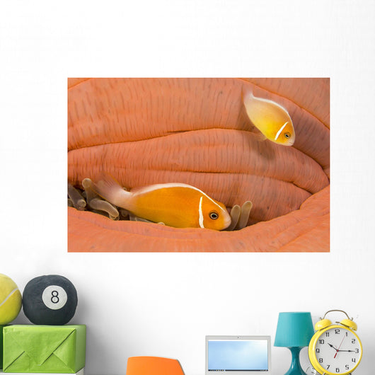 This Common Anemonefish Wall Decal Design 1
