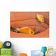 This Common Anemonefish Wall Decal Design 1