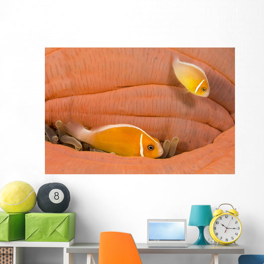 This Common Anemonefish Wall Decal Design 1