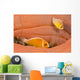 This Common Anemonefish Wall Decal Design 1