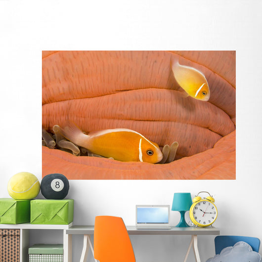 This Common Anemonefish Wall Decal Design 1