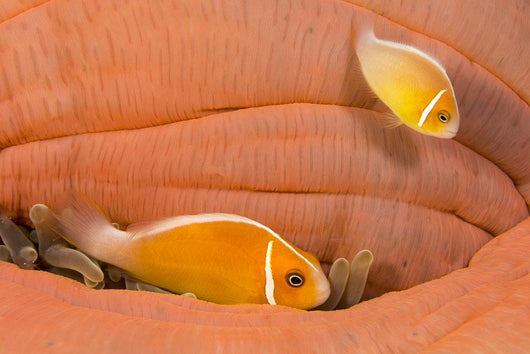 This Common Anemonefish Wall Decal Design 1