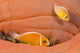 This Common Anemonefish Wall Decal Design 1