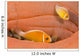 This Common Anemonefish Wall Decal Design 1