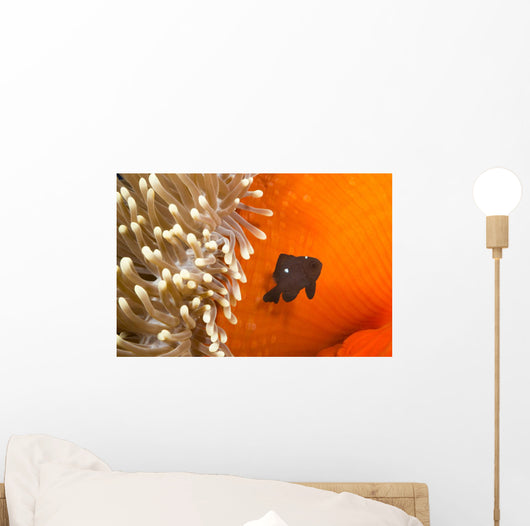 This juvenile three spot damselfish Wall Mural