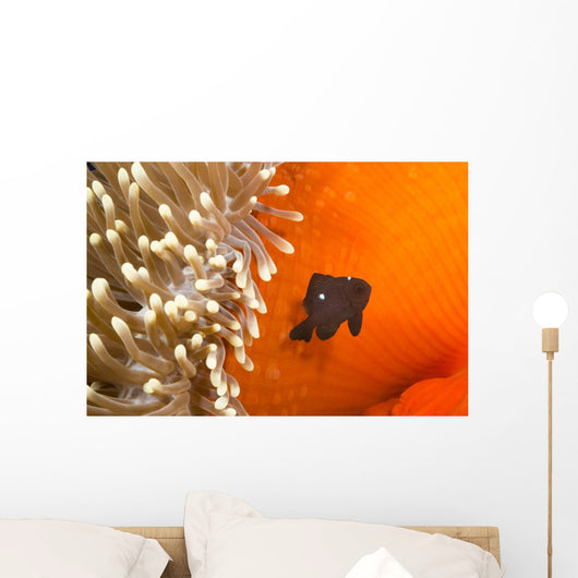 This juvenile three spot damselfish Wall Mural