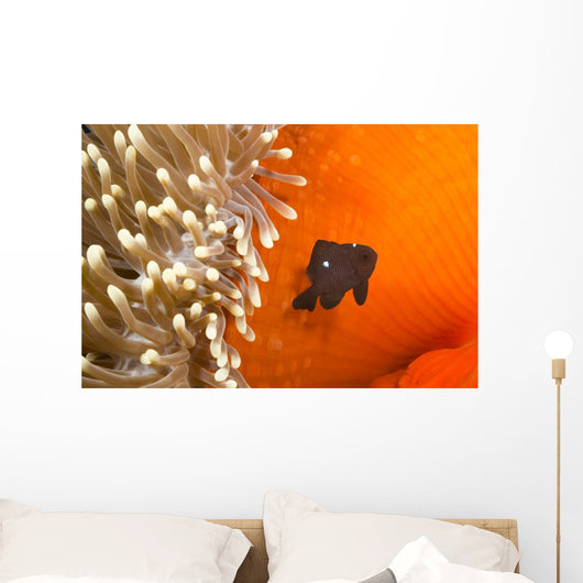 This juvenile three spot damselfish Wall Mural