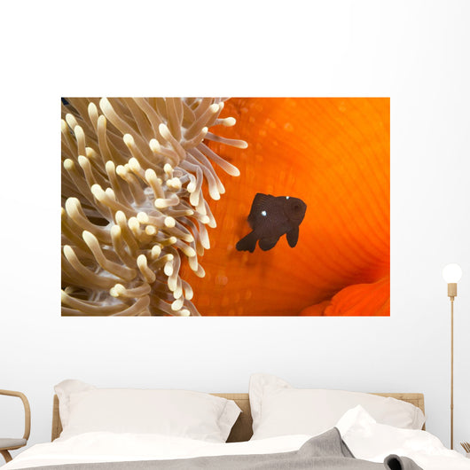 This juvenile three spot damselfish Wall Mural