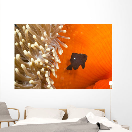 This juvenile three spot damselfish Wall Mural