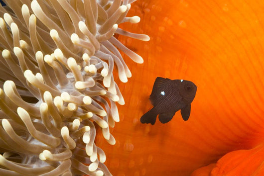 This juvenile three spot damselfish Wall Mural