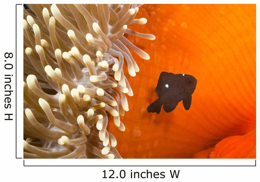 This juvenile three spot damselfish Wall Mural