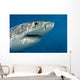 Great White Shark Just Wall Decal