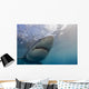 Great White Shark Wall Decal Design 2