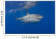 Great White Shark Wall Decal Design 1