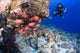 Scuba diver and a school of shoulderbar soldierfish Wall Mural