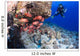 Scuba diver and a school of shoulderbar soldierfish Wall Mural