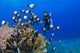 Junior Certified Scuba Diver Wall Decal