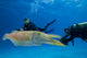 Divers Underwater Scooters and Wall Decal
