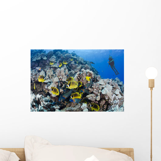 Schooling Raccoon Butterflyfish and Wall Decal