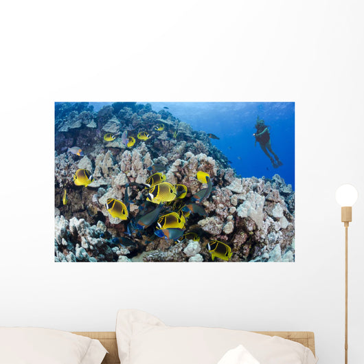 Schooling Raccoon Butterflyfish and Wall Decal