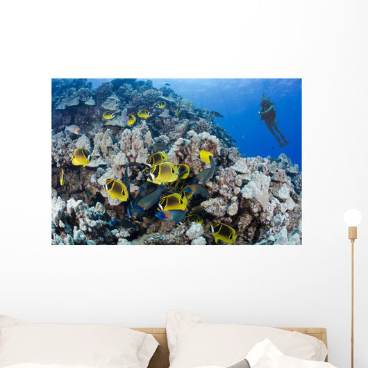 Schooling Raccoon Butterflyfish and Wall Decal
