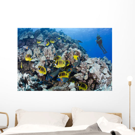 Schooling Raccoon Butterflyfish and Wall Decal