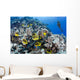Schooling Raccoon Butterflyfish and Wall Decal
