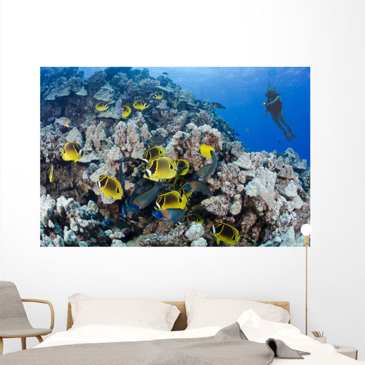 Schooling Raccoon Butterflyfish and Wall Decal