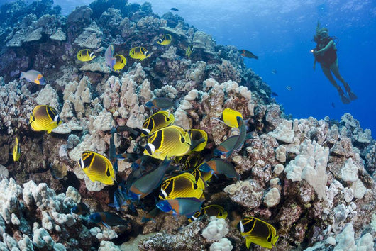 Schooling Raccoon Butterflyfish and Wall Decal