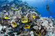 Schooling Raccoon Butterflyfish and Wall Decal