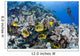 Schooling Raccoon Butterflyfish and Wall Decal