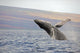 Breaching Humpback Whale Wall Decal Design 2