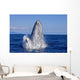Breaching Humpback Whale Wall Decal Design 1