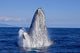 Breaching Humpback Whale Wall Decal Design 1