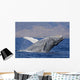 Breaching Humpback Whale with Wall Decal Design 2