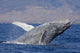 Breaching Humpback Whale with Wall Decal Design 2