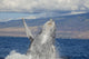Breaching Humpback Whale with Wall Decal Design 1