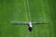 Aerial Spray Application Wall Decal Design 1